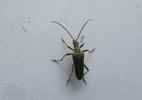 Stenocorus meridianus